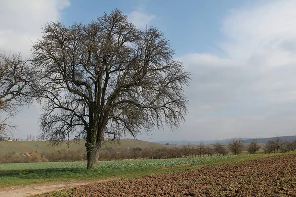 Scena Rurale Con Bellissimo Campo Alberi — Foto Stock