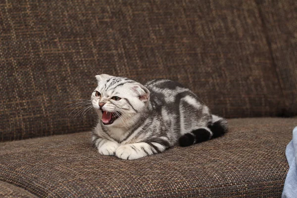 咆哮的英国短纤维小猫在沙发上在家里 — 图库照片