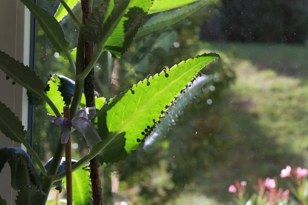 Foglie Verdi Piante Appartamento Foglie Alla Luce Del Sole — Foto Stock