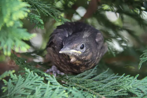 Niedlicher Vogel Auf Tannenzweigen — Stockfoto