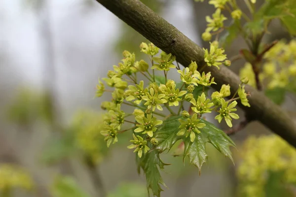 Selektiv Fokusering Gröna Blommor Filial — Stockfoto