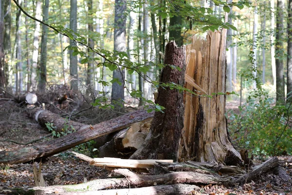 Forest. The Tree Fallen by a Hurricane