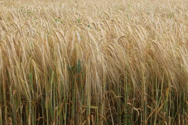 Сухая Пшеница Поле — стоковое фото