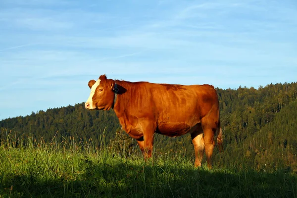 Vache Debout Dans Prairie Rurale — Photo