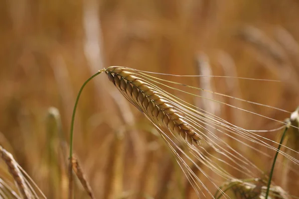 畑で小麦を乾燥させる — ストック写真