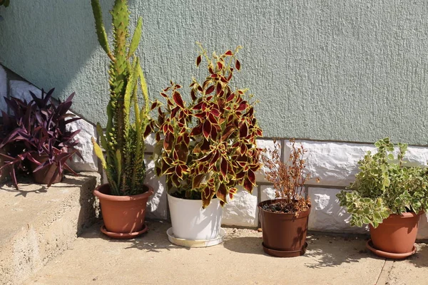 Bunga Yang Berbeda Dalam Pot Pintu Masuk Rumah — Stok Foto