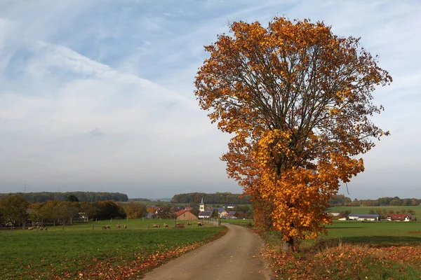 Gelbe Bäume Der Nähe Der Landstraße — Stockfoto