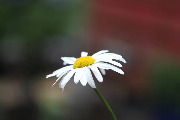 Camomille Sur Fond Creusé Pousse Macro — Photo