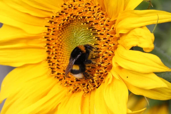 Hummel Auf Blühender Sonnenblume — Stockfoto