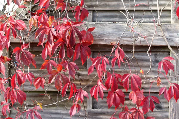 Autumn Red Leaves Close — Stock Photo, Image