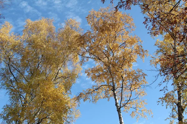 Spodní Pohled Podzimní Stromy Žlutými Listy Proti Modré Obloze — Stock fotografie