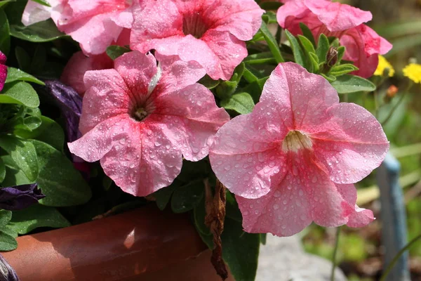 Pink Friss Virágzó Virágok Közelről — Stock Fotó