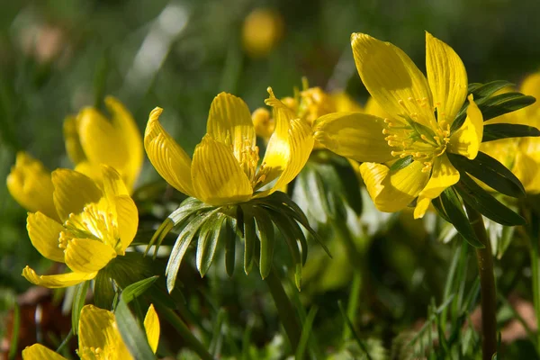 Gele Bloeiende Bloemen Buitenshuis — Stockfoto