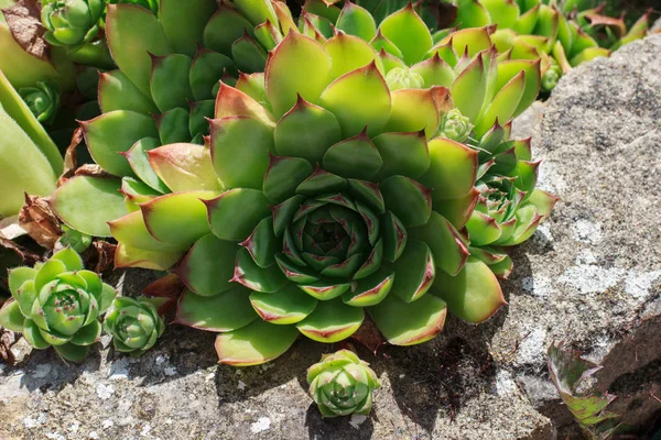 Verse Groene Bloemen Close Weergeven — Stockfoto