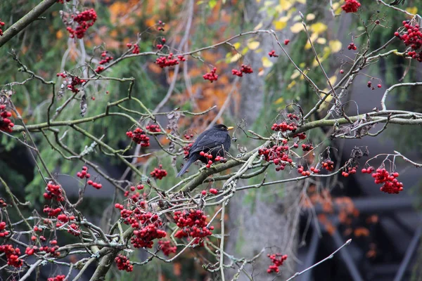 Oiseau Assis Sur Branche Arbre Avec Des Baies Rowan — Photo