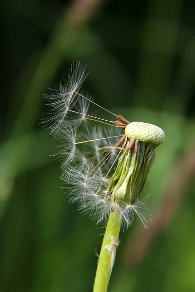 Pissenlit Sur Fond Flou Prise Vue Macro — Photo