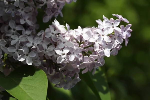 White Blooming Flowers Outdoors Floral Concept — Stock Photo, Image