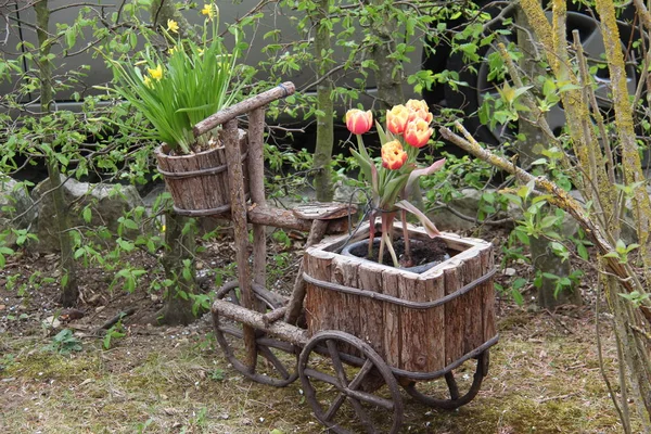 Schöne Blühende Tulpen Hölzernen Dekorationsfahrrad — Stockfoto