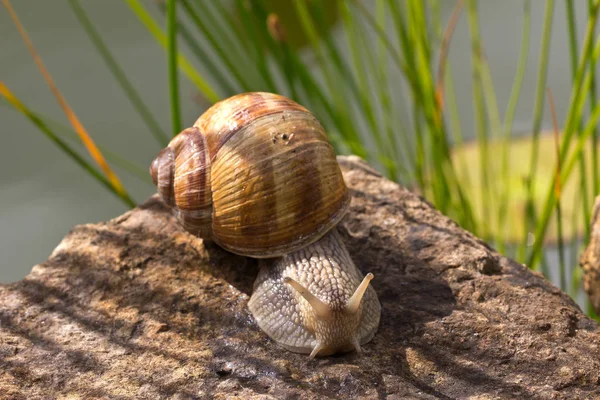 Slak Een Stomp Close Bekijken — Stockfoto