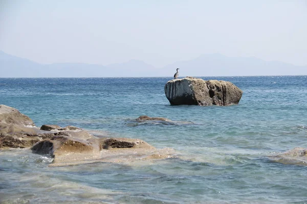 Vogel Sitzt Auf Felsen Ozean — Stockfoto