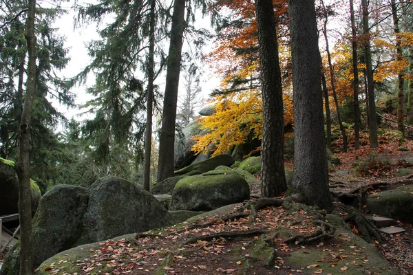 Bosque Otoñal Con Hermosos Árboles — Foto de Stock