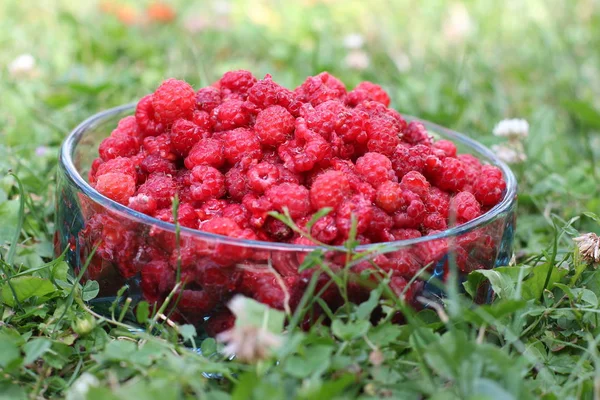 Plastikbehälter Voller Reifer Köstlicher Himbeeren — Stockfoto