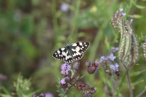 Papillon Sur Fleur Foyer Sélectif — Photo