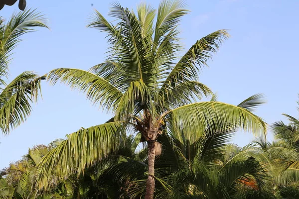 Vista Ángulo Bajo Palmeras — Foto de Stock