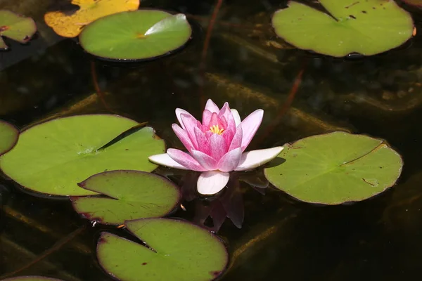 Water Lily Στο Νερό Πράσινα Φύλλα — Φωτογραφία Αρχείου