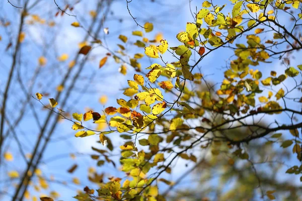 Fogliame Autunnale Brillante Sugli Alberi — Foto Stock