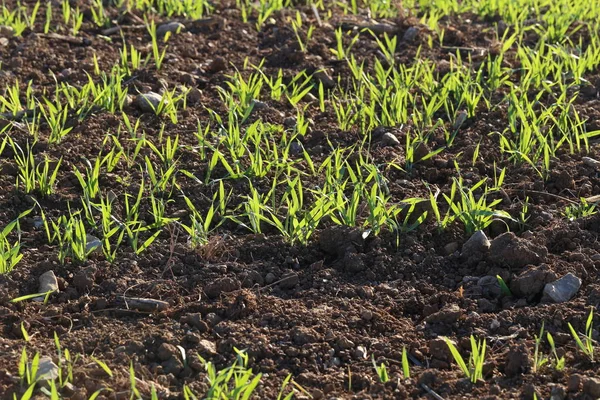 Winter Gewassen Jonge Scheuten Van Tarwe Het Veld — Stockfoto