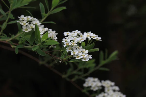 White Beautiful Fresh Flowers Outdoors Close — стоковое фото