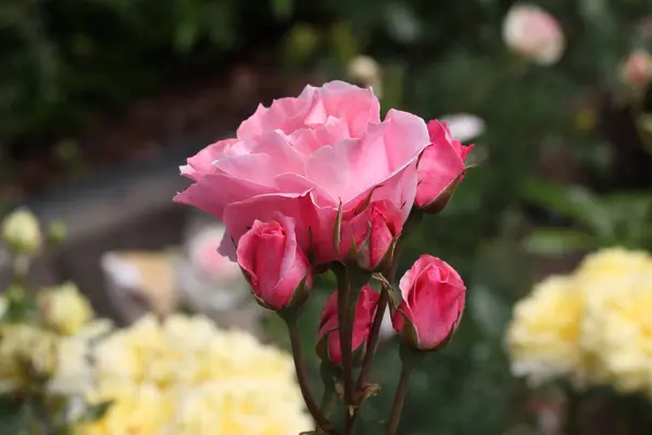 Rosa Flores Frescas Flor Cerca — Foto de Stock