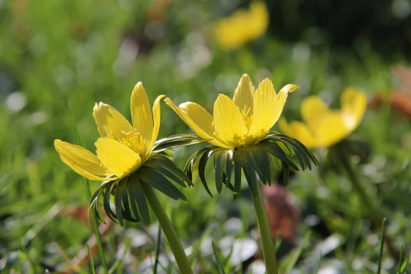 户外盛开的黄色花朵 — 图库照片