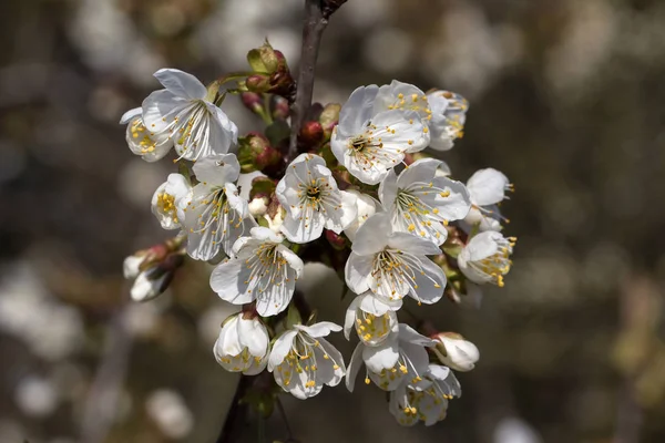 Belles Fleurs Fraîches Blanches Extérieur Gros Plan — Photo