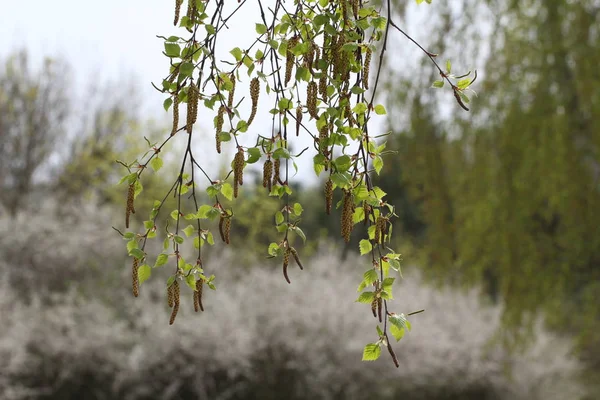 Selective Focus Trees Blurred Background — Stock Photo, Image