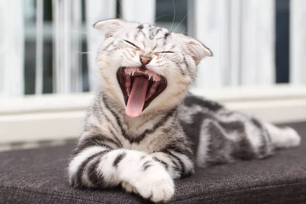 Bocejo Britânico Shorthair Gatinho Sofá Casa — Fotografia de Stock