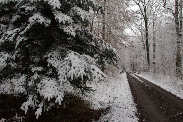 Bela Floresta Inverno Dia Ensolarado — Fotografia de Stock
