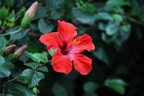 Macro Tiro Flor Fresca Fundo Borrado — Fotografia de Stock