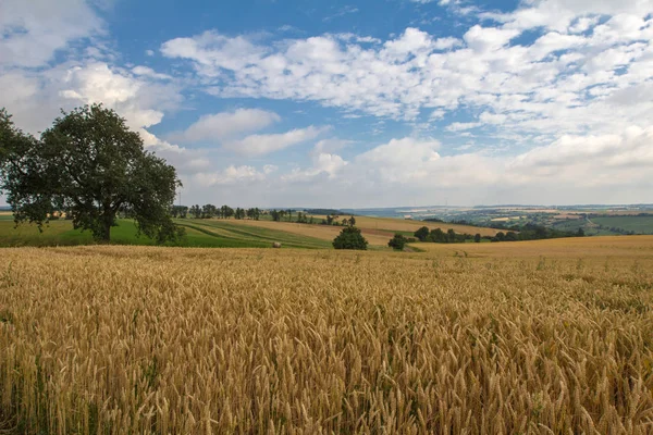 Ländliche Szenerie Mit Schönen Feldern Und Bäumen — Stockfoto