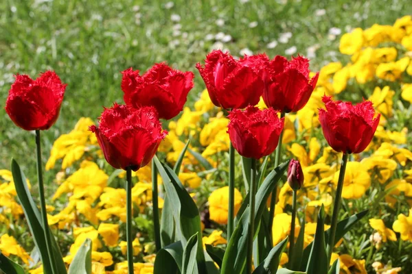 Rode Mooie Verse Bloemen Buitenshuis Close — Stockfoto