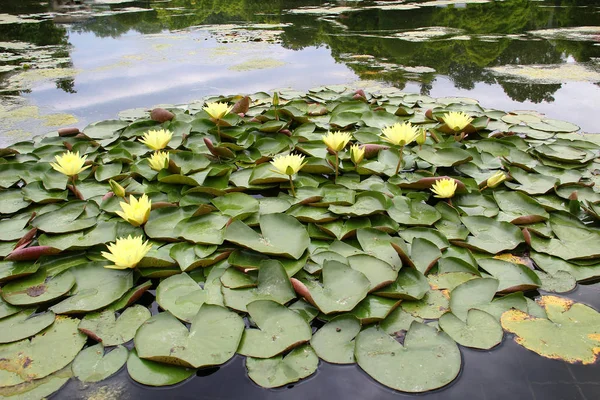 川に緑の葉を持つ睡蓮 — ストック写真