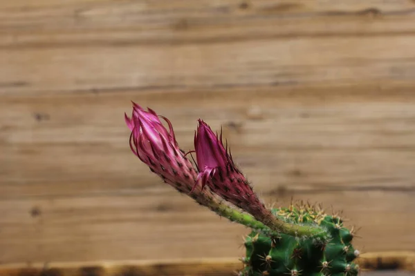 Cacto Com Flores Vaso Sobre Fundo Madeira — Fotografia de Stock