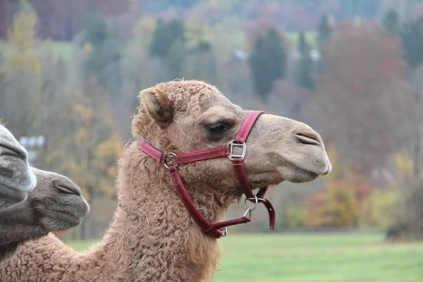 Καμήλα Μια Καμήλα Είναι Ένας Αρτιοδάκτυλα Στο Γένος Camelus — Φωτογραφία Αρχείου