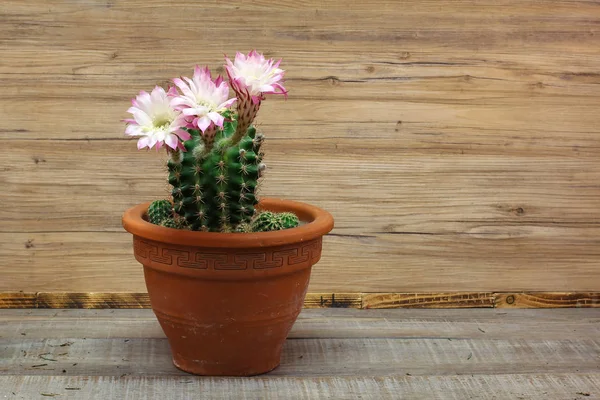 Kaktus Dengan Bunga Pot Pada Latar Belakang Kayu — Stok Foto