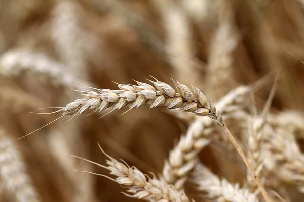 Dry Wheat Close — Stock Photo, Image