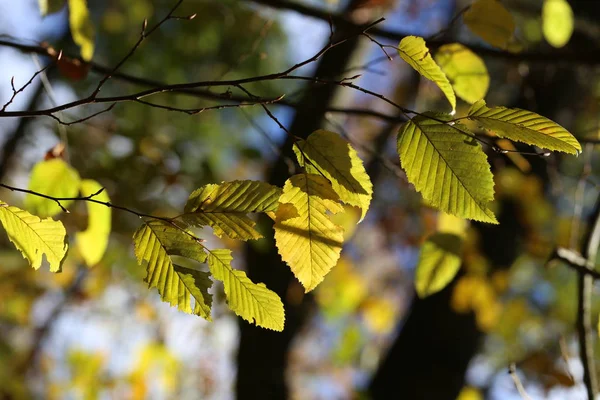 Folhagem Outono Brilhante Árvores — Fotografia de Stock