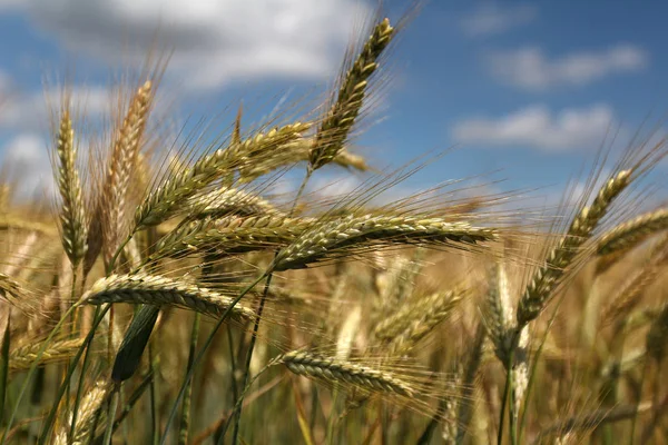 Wheat Spikelets Green Field — Stock Photo, Image