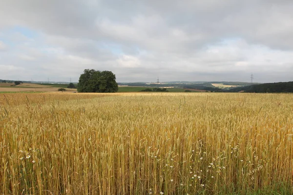 Cena Rural Com Belo Campo Árvores — Fotografia de Stock