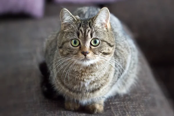 Lindo Gris Esponjoso Gato — Foto de Stock